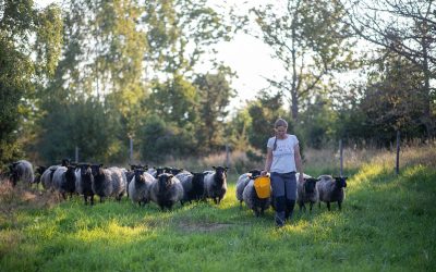 Mat Runt Gränna