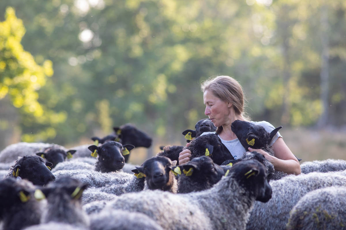 Fåraherden mitt i fårflocken Fåraherden mitt i fårflocken, lammskinn